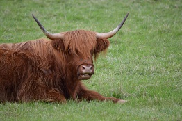 Highland cow Highland cow